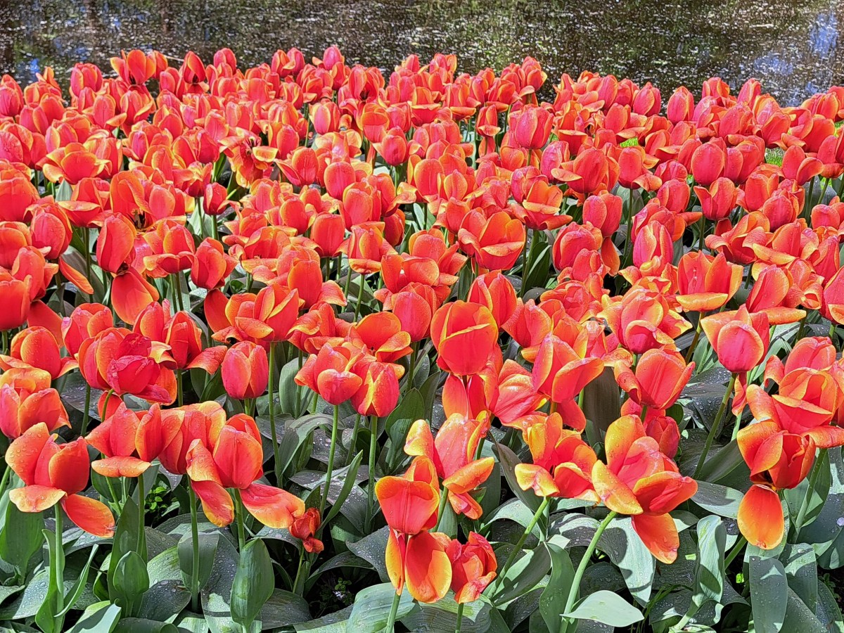 Holland – Tulpenwelt
